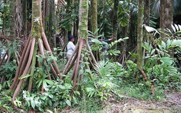 Bí ẩn những cây cọ có chân, biết đi trong rừng Ecuador