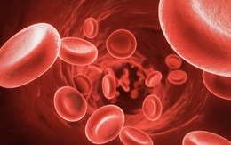 Gần 60% bệnh nhân tan máu bẩm sinh không tuân thủ điều trị