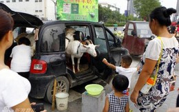 Vợ chồng chở dê lên phố bán sữa tươi nguyên chất