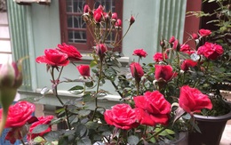 Ngôi nhà hoa hồng của biên tập viên truyền hình ở Hà Nội