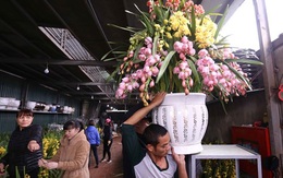 Hoa lan Trung Quốc đắt hàng ngày cận Tết