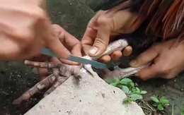 11 năm truy tìm kẻ giết người bằng cựa gà