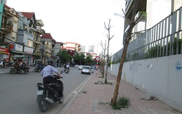 Hà Nội: Hàng loạt cây xanh chết khô, bật gốc không người dọn