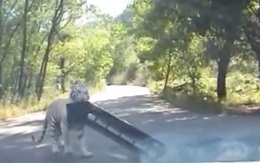 Clip: Thú dữ trong công viên từng có hổ vồ chết người tiếp tục tấn công du khách