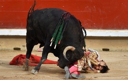 Người đấu bò Tây Ban Nha bị húc chết trên truyền hình trực tiếp