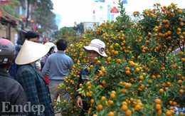 Mẹo cực dễ chọn mua quất Tết "một phát ăn ngay"