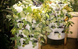 Vườn rau thẳng đứng thích hợp cho các nhà nhỏ