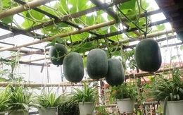 Giàn bí có quả to bằng cái nồi trên sân thượng