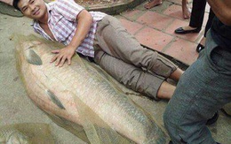 Bắt được cá trắm “khủng” nặng tới 52kg