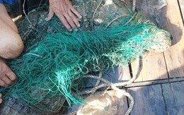 Cá sấu gây hoang mang ở sông Soài Rạp đã mắc lưới