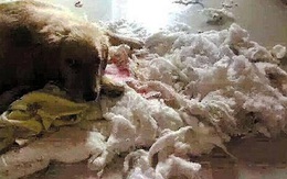 Chồng lộ quỹ đen vì bị chó cắn nát tiền giấu trong chăn
