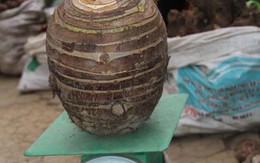 Củ khoai sọ nặng 5 kg được trả giá 3,5 triệu đồng