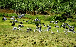 Đàn chim "lạ" xuất hiện tại Lào Cai là loài có tên trong Sách đỏ thế giới