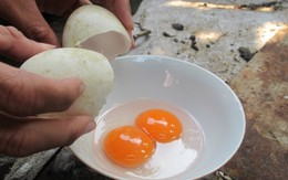Kỳ lạ con vịt đẻ trứng đôi suốt 4 năm liền