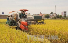 Vì sao người Việt lại chọn gạo Campuchia?
