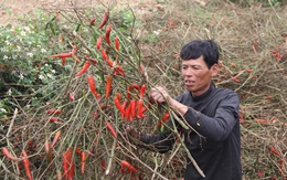 Nông dân phá ớt trồng ngô vì doanh nghiệp biệt tăm