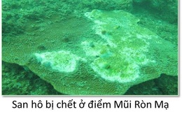Bộ ảnh đáy biển 4 tỉnh miền Trung bị hủy diệt