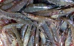 Tôm siêu sạch Đoàn Văn Vươn đắt hàng, trúng đậm