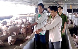 Hai người đàn ông trộm hơn 150 con heo