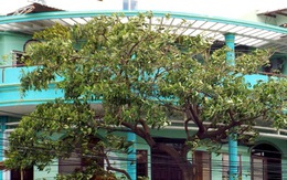 Thi thể người nước ngoài treo trên dây cáp