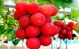 Nho khủng Ruby Roman đắt nhất thế giới giá 243 triệu đồng