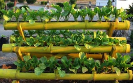 Những vườn rau xanh rờn trồng trong ống tre