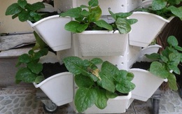 Muôn kiểu trồng cây không cần vườn cho nhà nhỏ