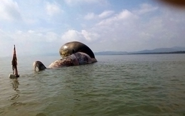 Dịch vụ ăn theo sự kiện cá voi “khủng” chết ở vùng biển Nghệ An