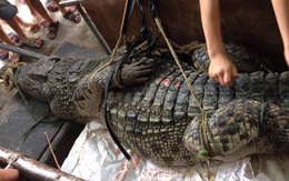Hé lộ nguồn gốc cá sấu "khủng" ở hồ câu Hà Nội