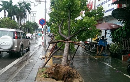 Hàng cây mới trồng trên con đường đẹp nhất Việt Nam đổ rạp vì bão