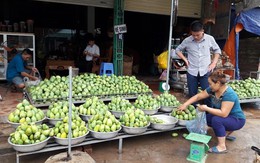 Xoài Yên Châu được giá