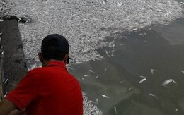 Cá chết nổi trắng Hồ Tây: Hiện tượng lạ lần đầu xảy ra
