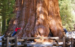 10 cây cổ thụ lớn nhất thế giới