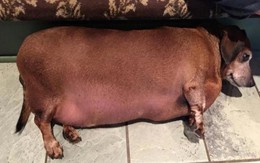Chú chó béo như "xúc xích" giảm cân nhờ ăn kiêng, tập thể dục