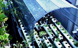 "Phát ghen" với vườn rau sạch trăm triệu trên sân thượng ở TP.HCM