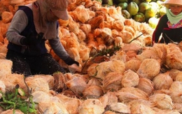 "Phù phép" vỏ dừa phế thải thành sản phẩm thu tiền triệu