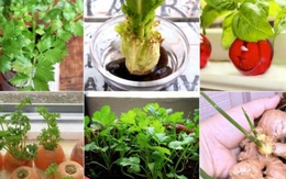 10 loại rau trồng kiểu "Thạch Sanh" giúp bạn ăn hoài không hết