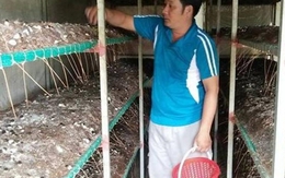 Lời cao nhờ trồng nấm rơm bằng nguyên liệu bông vải