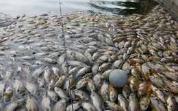 Cá chết bất thường, nổi trắng hồ công viên trung tâm Đà Nẵng