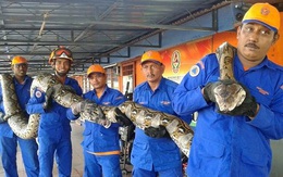 Malaysia: Bắt được trăn khổng lồ dài 8m, nặng 250kg
