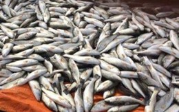 Thanh Hoá: Gần 50 tấn cá chết "bí ẩn"