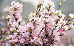 Người Hà Nội sắp được ngắm hoa anh đào Nhật Bản giữa lòng thành phố