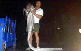 Bắt được cá lạ dài 3m sau động đất tại Đài Loan