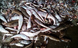 Ấn định ngày công bố nguyên nhân cá chết hàng loạt ở miền Trung