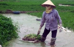 Sự thật về thuốc 'siêu tăng trưởng' phun rau cần 3 ngày là thu hoạch