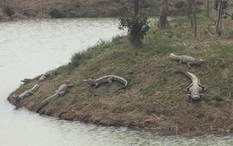 Gần 100 con cá sấu sổng chuồng trong mưa lũ