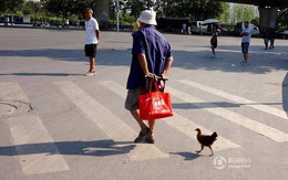 Kỳ lạ cụ ông 80 tuổi coi gà như bạn thân