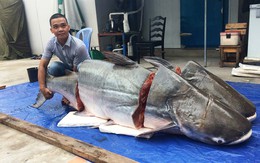 Cặp cá tra khủng 360kg từ Lào "bơi" về Sài Gòn