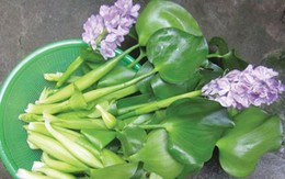 Hà thành ăn lạ: Bèo tây thành đặc sản