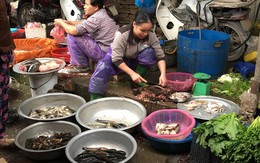 Nửa triệu đồng 1kg bong bóng cá dân Hà thành vẫn không đặt nổi mà ăn